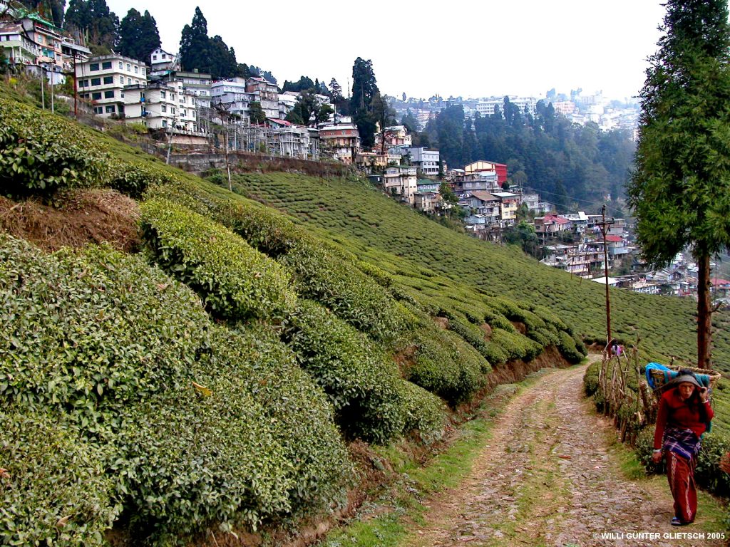 Happy Valley Tea Estate
