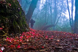 Barsey - Unexplored spot near Sikkim