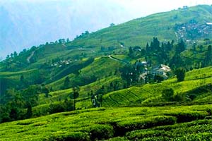 Bunkulung - Tranquil escape in Darjeeling