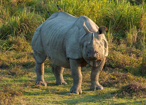 Gorumara National Park
