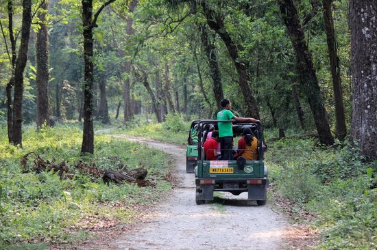 Jungle Safari at Gorumara National Park