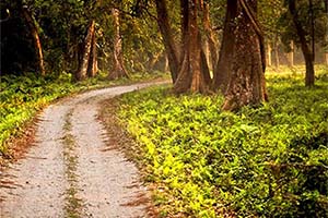 Kathambari Forest - Unknown nature spot in Dooars