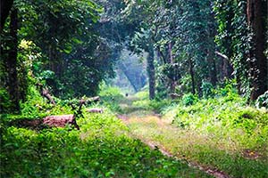 Khuttimari Forest - Unexplored tourist place in Dooars