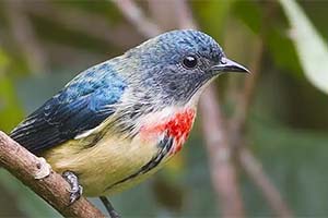Kitam Bird Sanctuary - Undiscovered corner of Sikkim