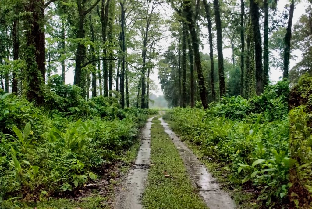 A nature trail through the thick wooded forest