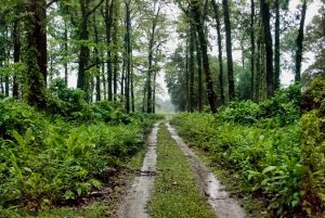 A nature trail through the thick wooded forest