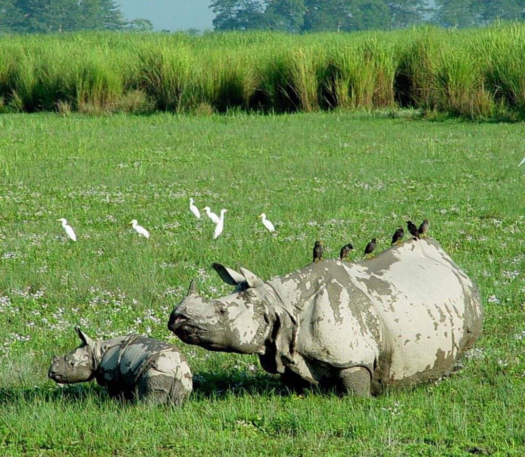 Majestic Asiatic one-horned Rhinoceros with its young ones