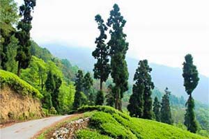 Rampuria - Non-touristy place in Darjeeling