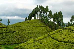 Rangaroon - Unexplored tourist place in Darjeeling