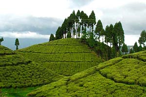 Rangbang - Peaceful escape in Darjeeling