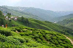 Rimbik - Peaceful escape in Darjeeling