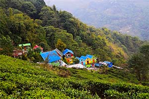 Rongbull - Forested spot in Darjeeling