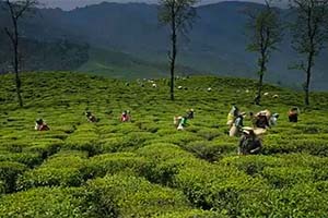 Sittong - Remote location in Darjeeling