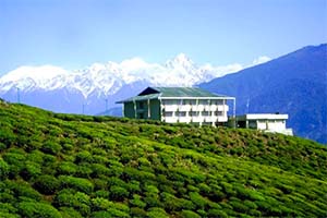 Temi Tea Garden - Serene destination of Sikkim