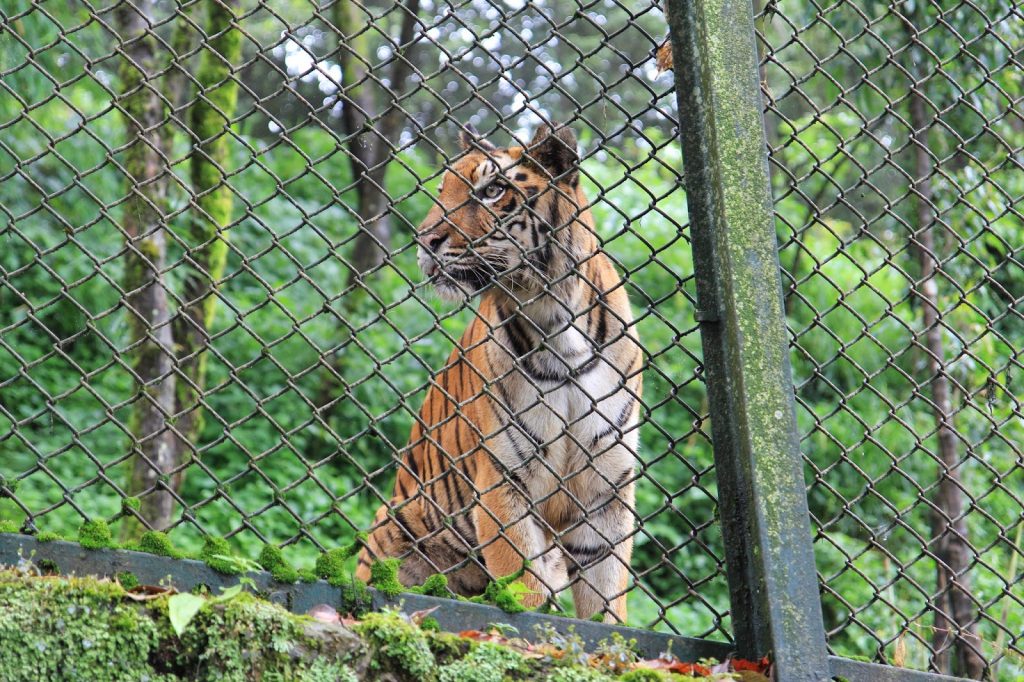 Royal Bengal Tiger