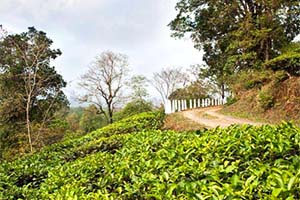 Zurrantee Tea Estate - Non-touristy place in Dooars
