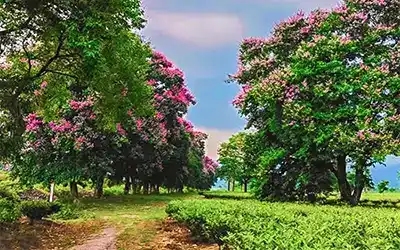 3 Days Lataguri Tour