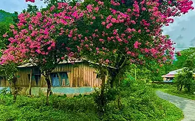  Jhandi, Paren, Sikiajhora Tour Package.
