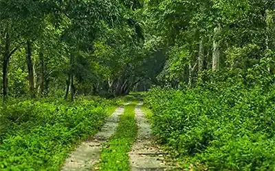 Jaldapara, Phuentsholing, Chilapata, Murti - Dooars Package Tour