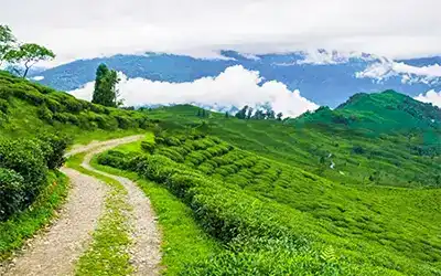 Lava - Kolakham - Lolegaon - Kalimpong Package Tour