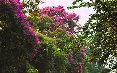 3 Nights 4 Days Dooars Package