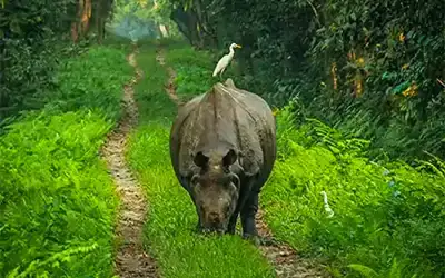 Gorumara Buxa Jaldapara Tour
