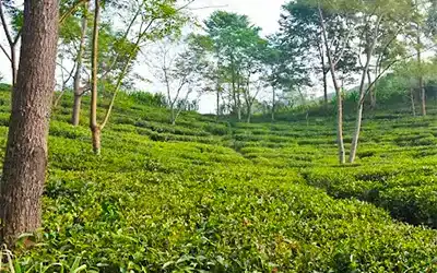 Tabakoshi Darjeeling Tour Package