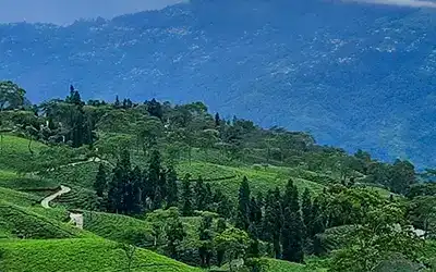 Rangli Rangliot Lamahatta Darjeeling Holiday Package