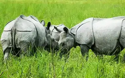 Wild & Scenic Dooars Tour