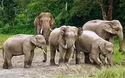 Exotic Dooars Safari & Hills Tour