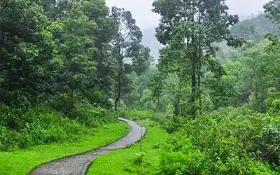 Offbeat Forest & Tea Estate Stay